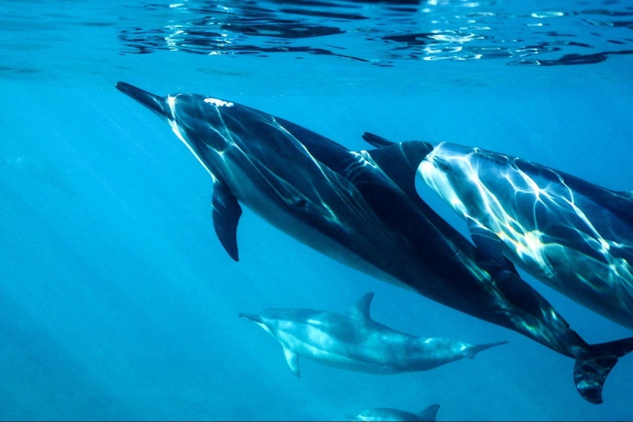 Dolphin Trip